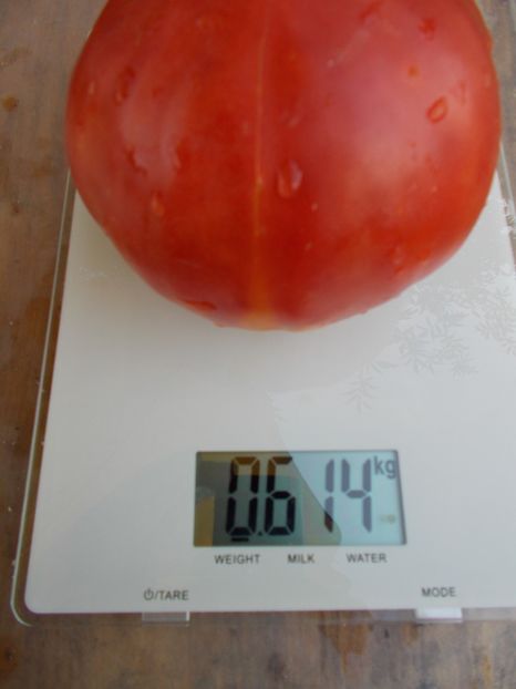  - SEMINTE ROSII - DAR ROZ