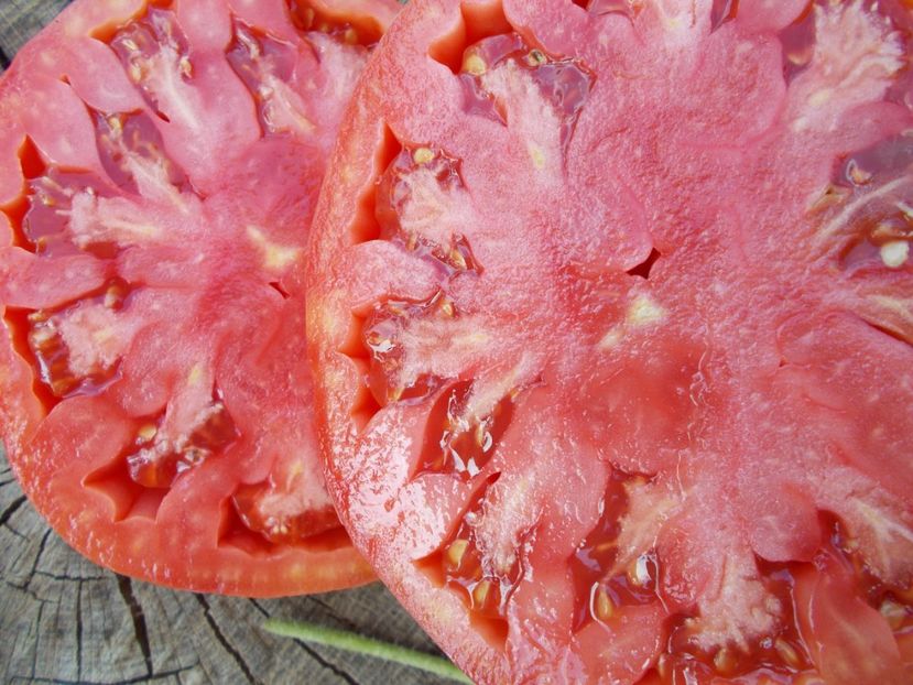  - SEMINTE ROSII - DAR ROZ