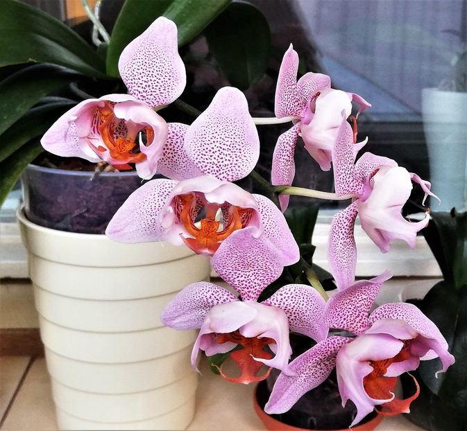  - Phalaenopsis 1