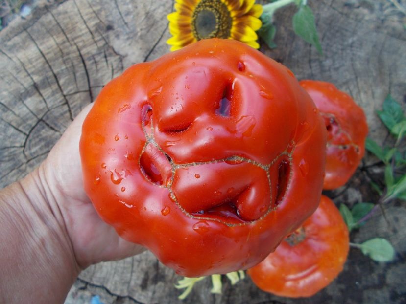  - SEMINTE ROSII - RICCIO DI PARMA