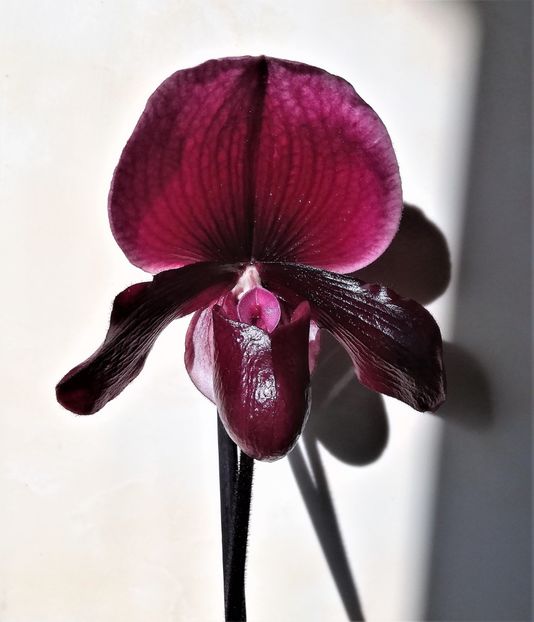 Black Jack - Paphiopedilum