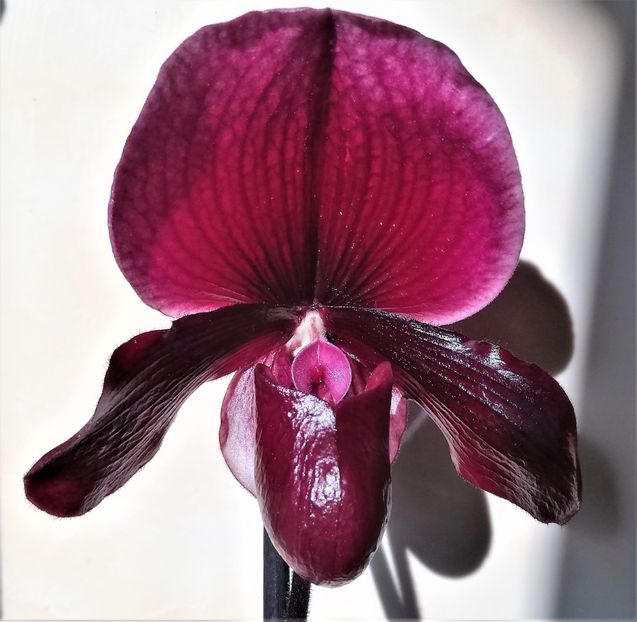  - Paphiopedilum