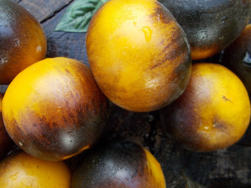  - SEMINTE ROSII CU PUF - WOOLY KATE YELLOW