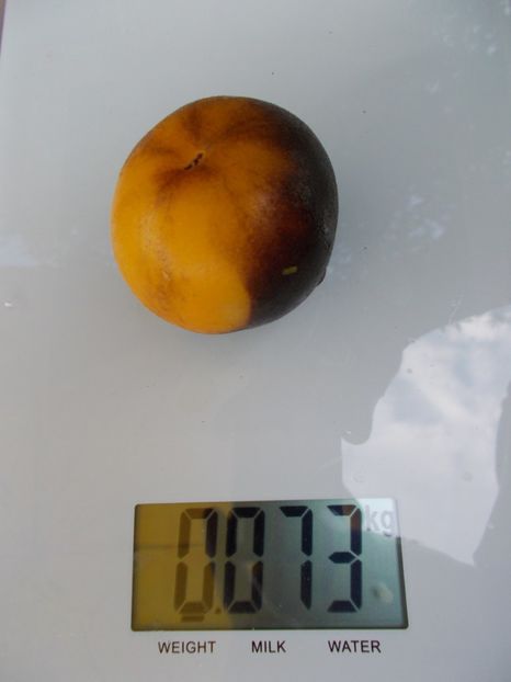  - SEMINTE ROSII CU PUF - WOOLY KATE YELLOW