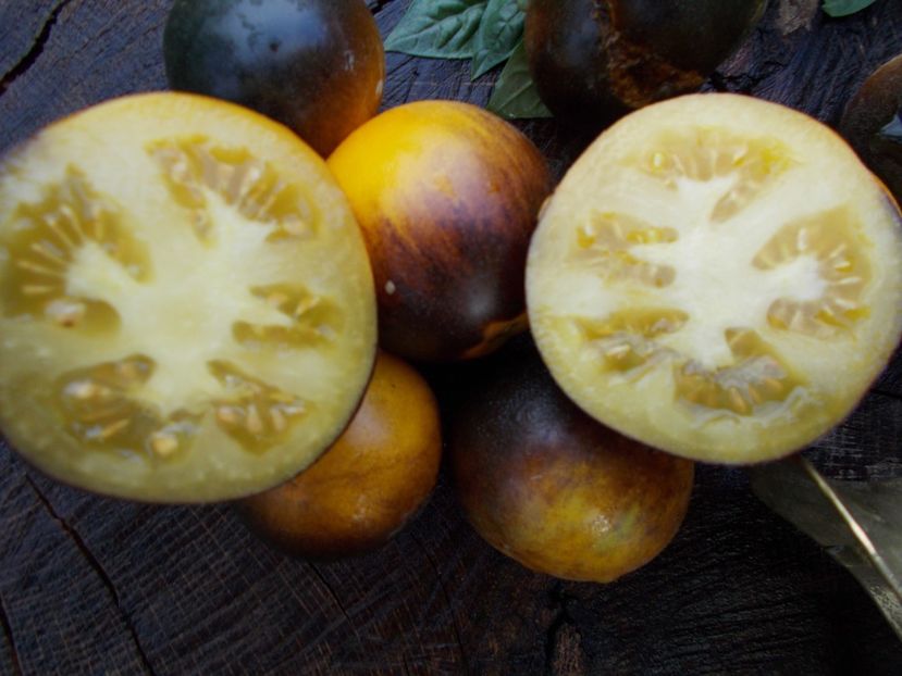  - SEMINTE ROSII CU PUF - WOOLY KATE YELLOW