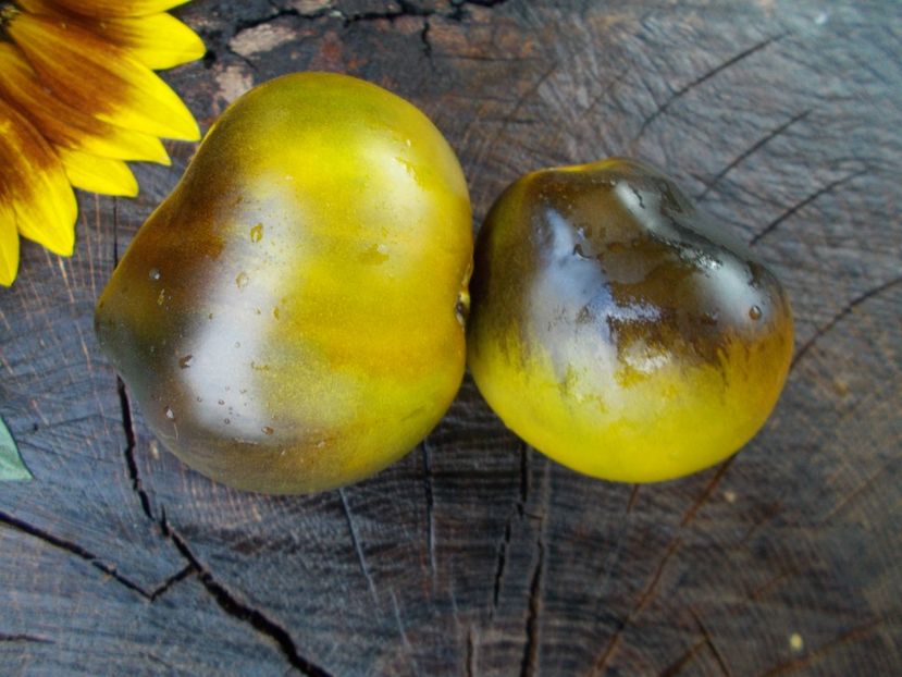  - SEMINTE ROSII - FLANDERS CONTRAST