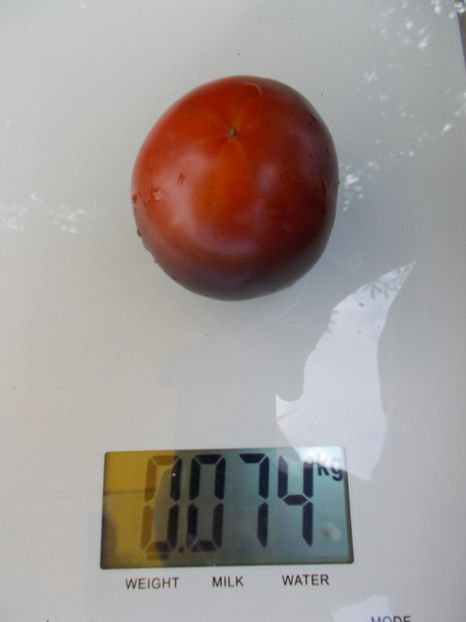  - SEMINTE ROSII - BLUE BAYOU