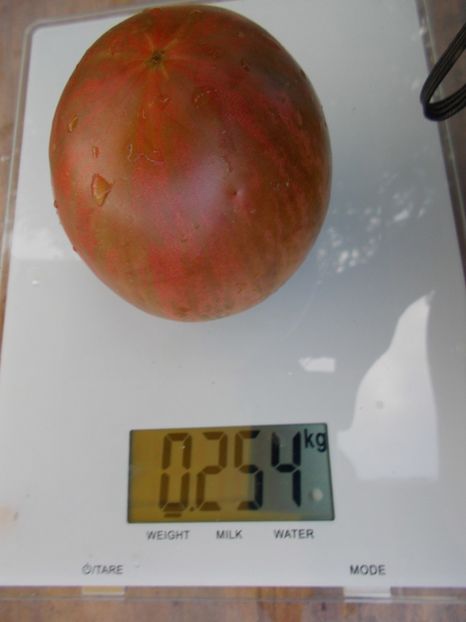  - SEMINTE ROSII - CHLOE