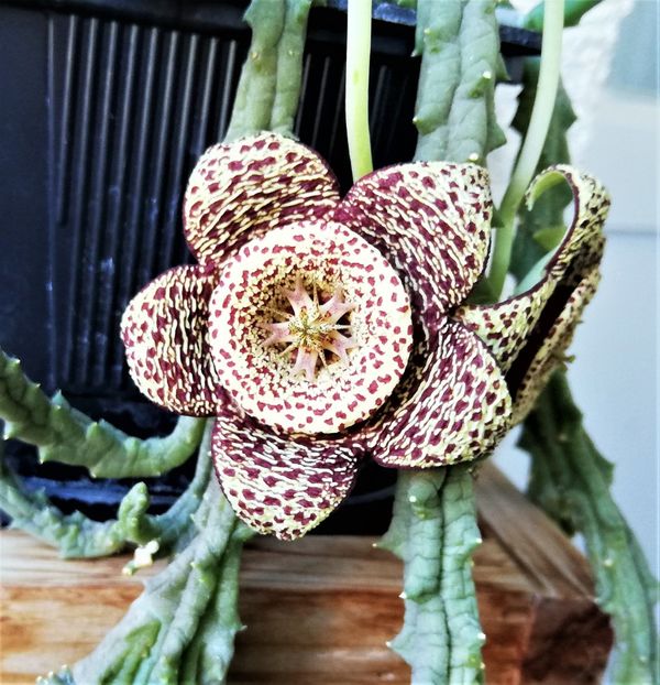  - Cactusi si suculente