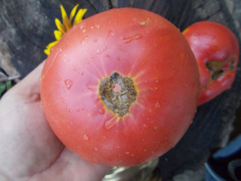  - SEMINTE ROSII - DIKAIA ROZA