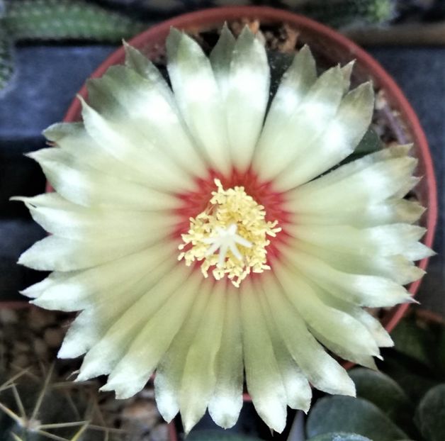  - Cactusi si suculente