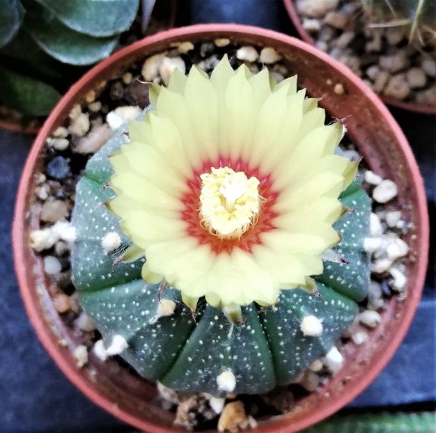  - Cactusi si suculente