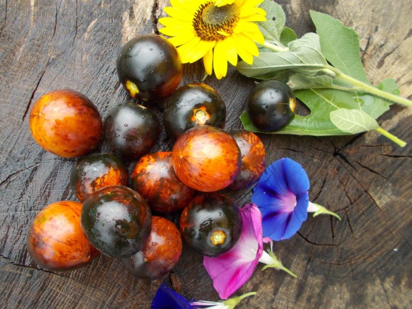  - SEMINTE ROSII - KONIGIN DER NACHT