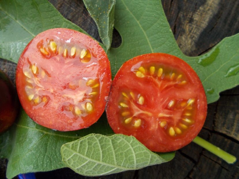  - SEMINTE ROSII - KONIGIN DER NACHT