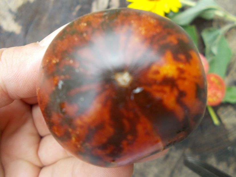  - SEMINTE ROSII - KONIGIN DER NACHT