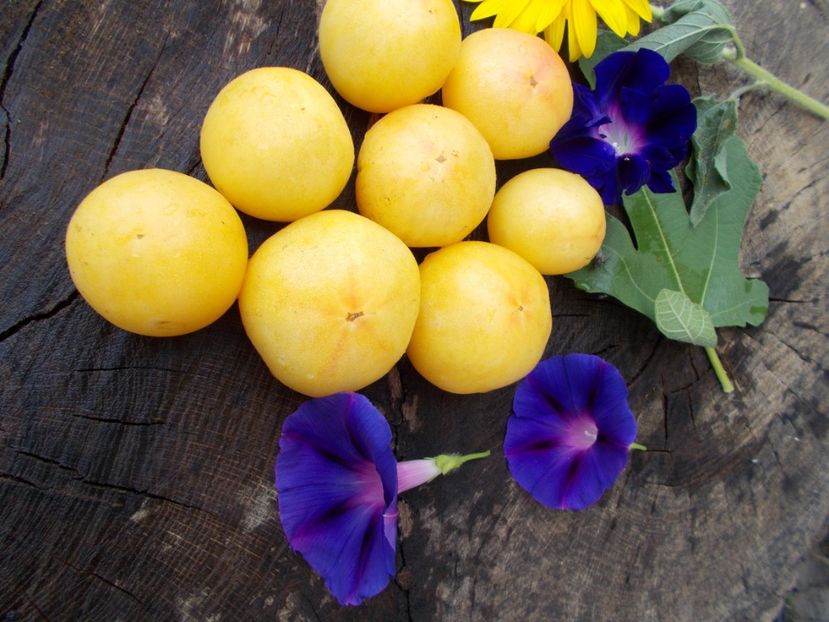  - SEMINTE ROSII CU PUF - WAPSINICON PEACH