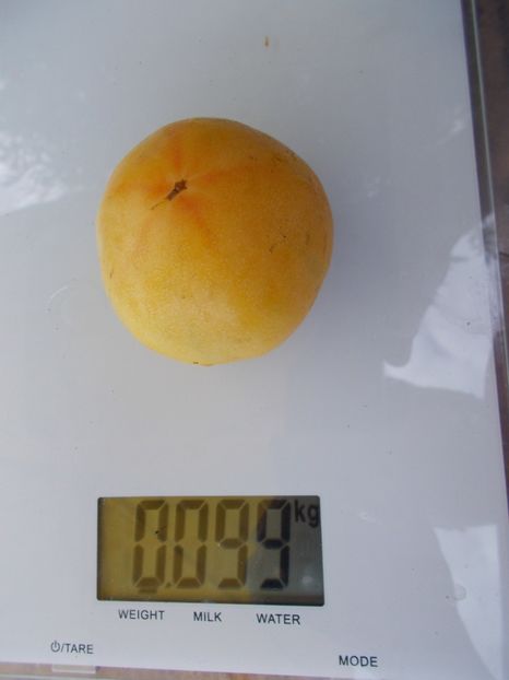  - SEMINTE ROSII CU PUF - WAPSINICON PEACH