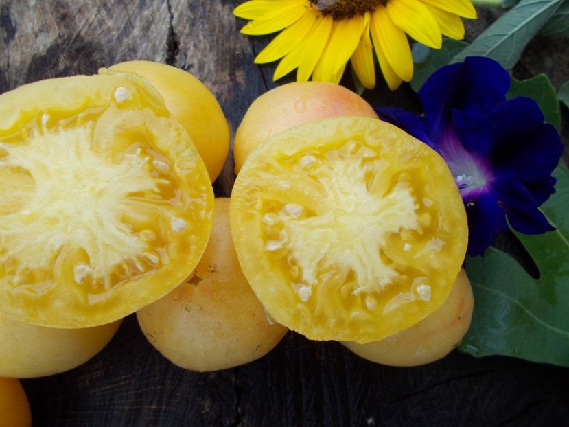  - SEMINTE ROSII CU PUF - WAPSINICON PEACH