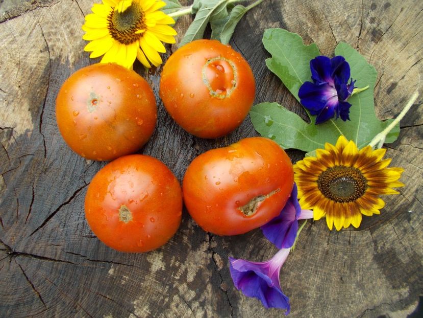  - SEMINTE ROSII - BLACK ALTAI