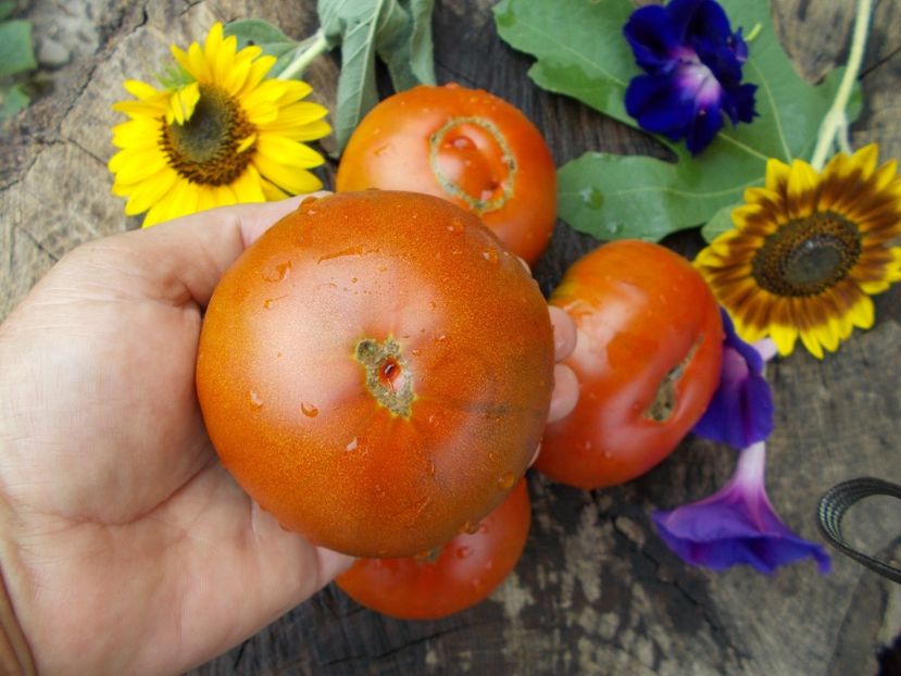  - SEMINTE ROSII - BLACK ALTAI