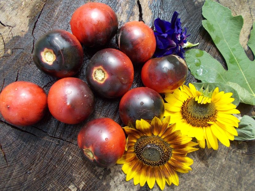  - SEMINTE ROSII - H 34 ROT - JOLIE COEUR