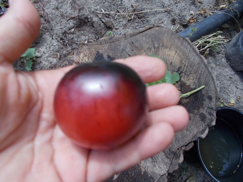  - SEMINTE ROSII - H 34 ROT - JOLIE COEUR