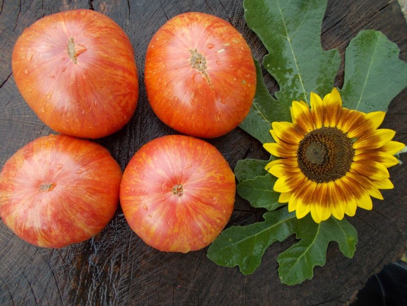  - SEMINTE ROSII - PURPLE PASSION