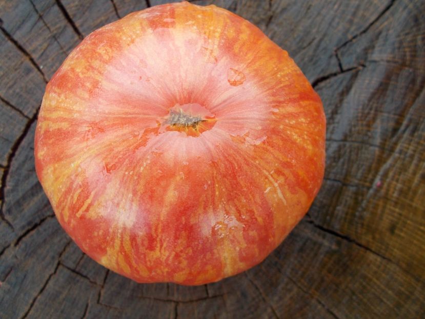  - SEMINTE ROSII - PURPLE PASSION