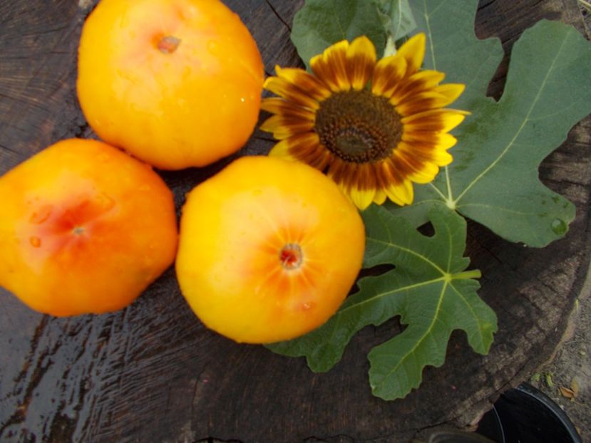  - SEMINTE ROSII - OLD GERMAN STRIPED