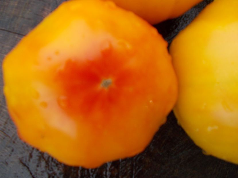  - SEMINTE ROSII - OLD GERMAN STRIPED