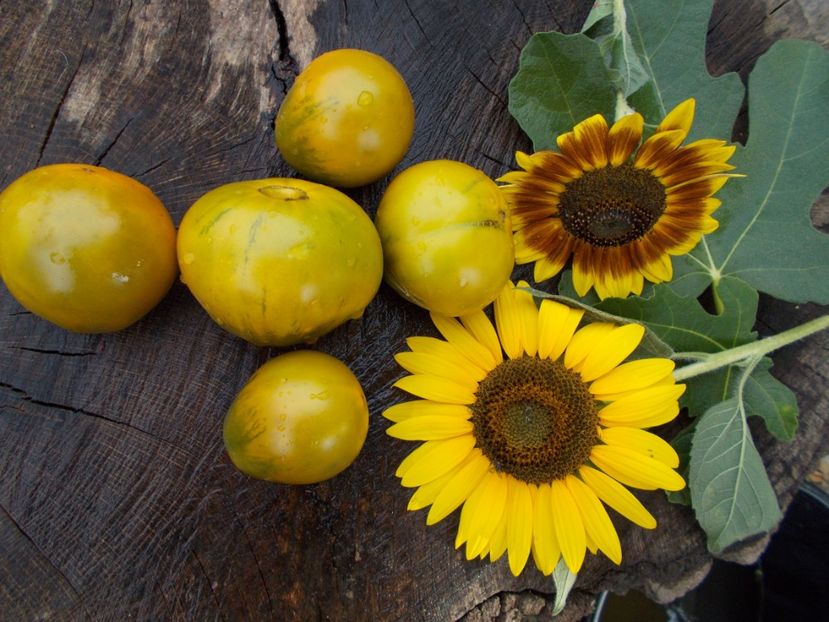  - SEMINTE ROSII - QUEEN ALIQUIPPA