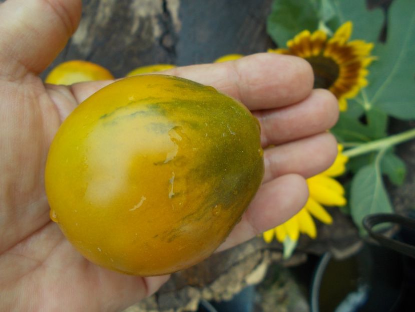  - SEMINTE ROSII - QUEEN ALIQUIPPA