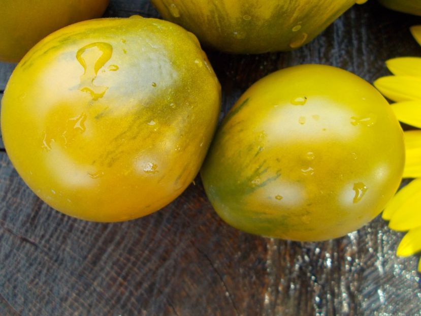  - SEMINTE ROSII - QUEEN ALIQUIPPA