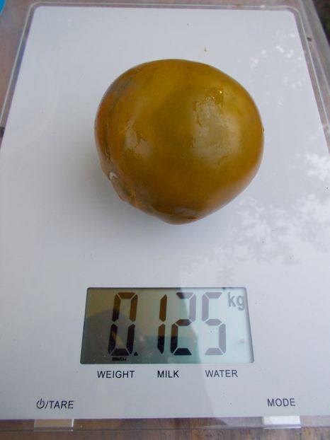  - SEMINTE ROSII - QUEEN ALIQUIPPA