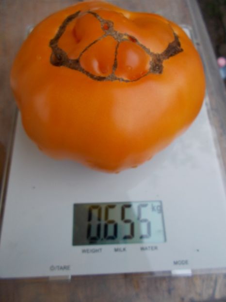  - SEMINTE ROSII - LILLIANS YELLOW - VAR II