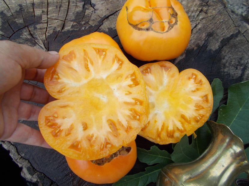  - SEMINTE ROSII - LILLIANS YELLOW - VAR II