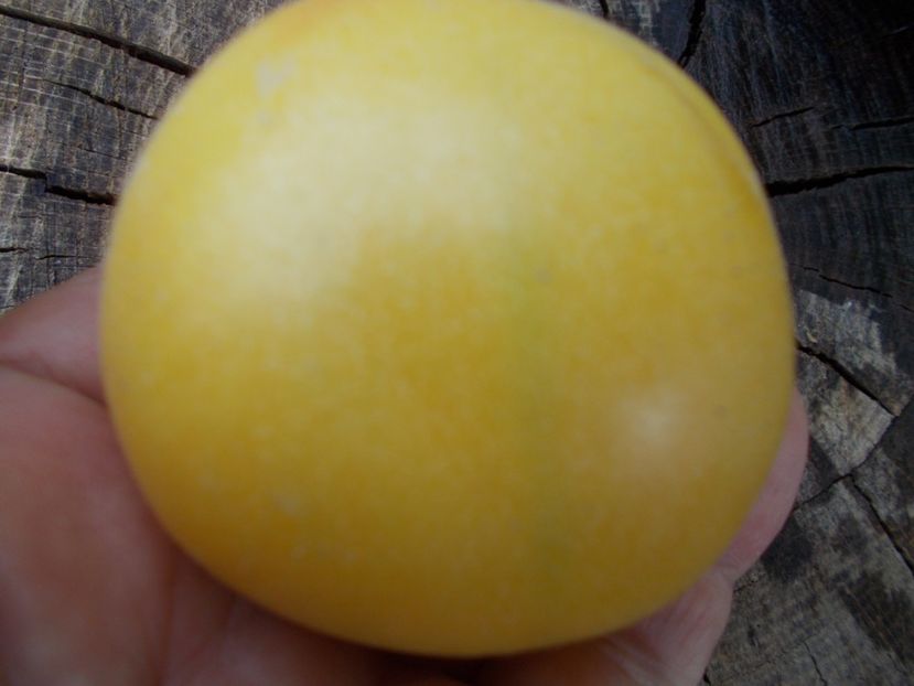  - SEMINTE ROSII CU PUF - WAPSINICON PEACH