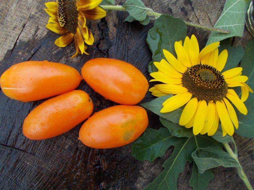  - SEMINTE ROSII - ORANGE ICICLE