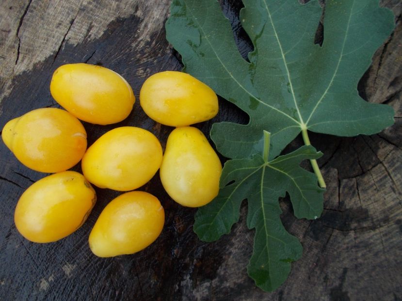  - SEMINTE ROSII - POIRE BLANCHE