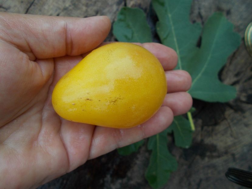  - SEMINTE ROSII - POIRE BLANCHE