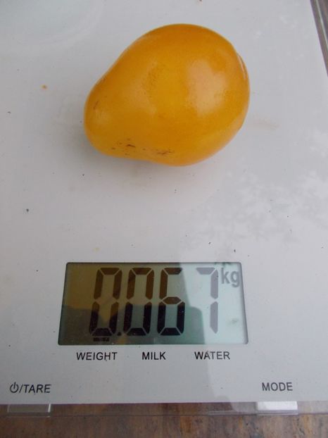  - SEMINTE ROSII - POIRE BLANCHE