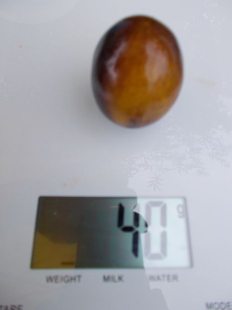  - SEMINTE ROSII - BOSQUE BLUE BLUMBLEBEE