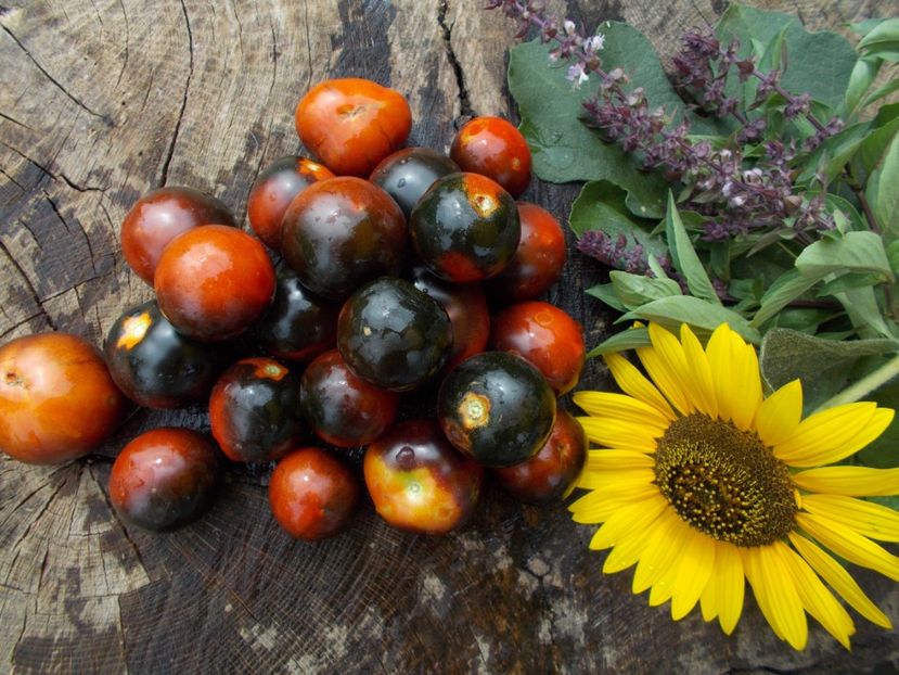  - SEMINTE ROSII - BLUE BAYOU