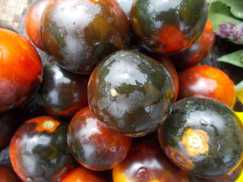  - SEMINTE ROSII - BLUE BAYOU