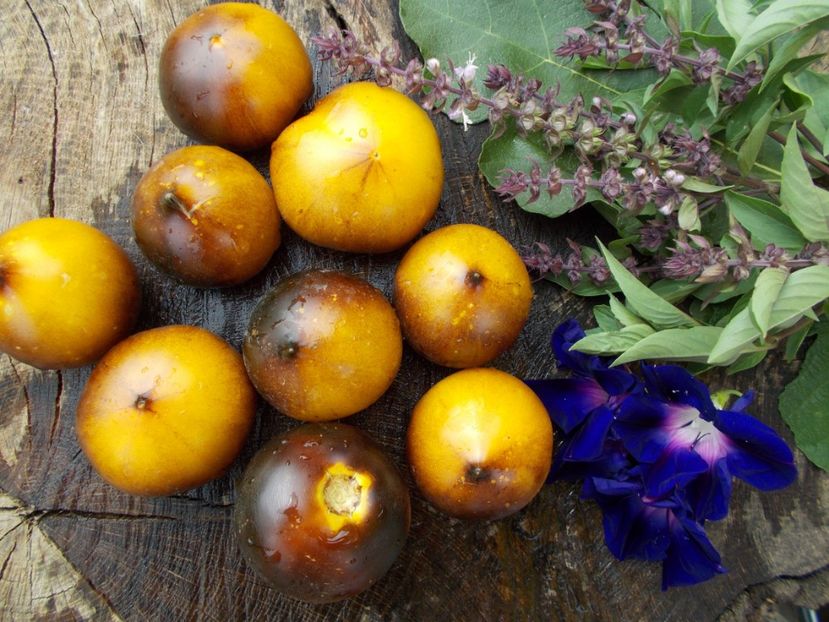  - SEMINTE ROSII - H 34-GELBE