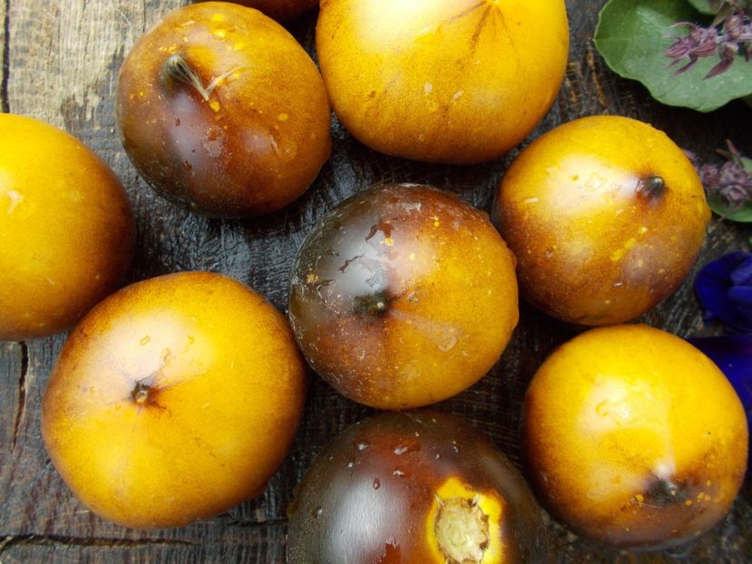  - SEMINTE ROSII - H 34-GELBE