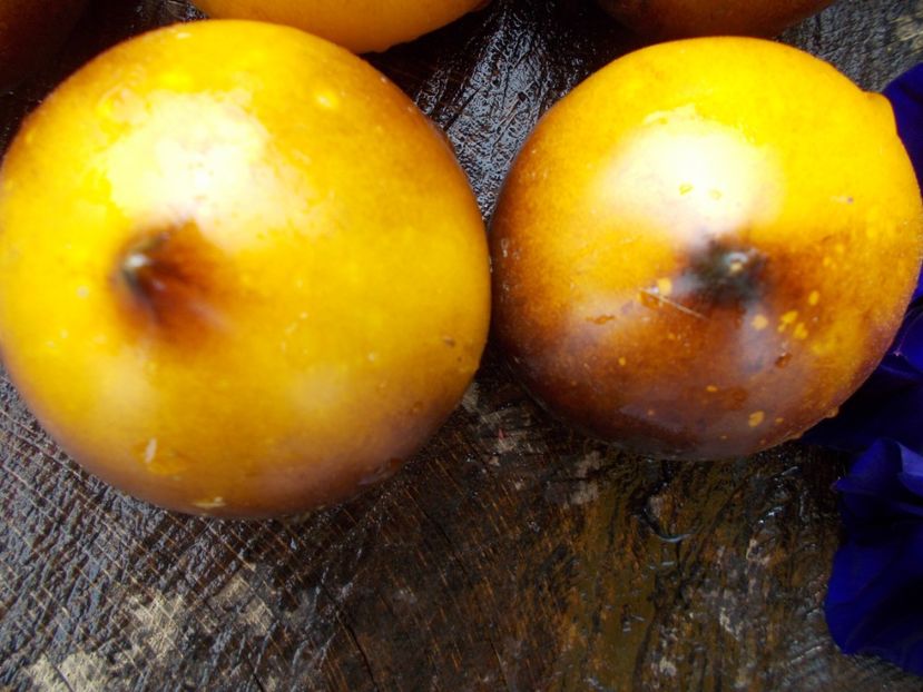  - SEMINTE ROSII - H 34-GELBE