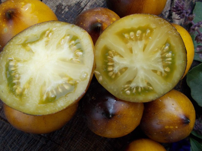  - SEMINTE ROSII - H 34-GELBE