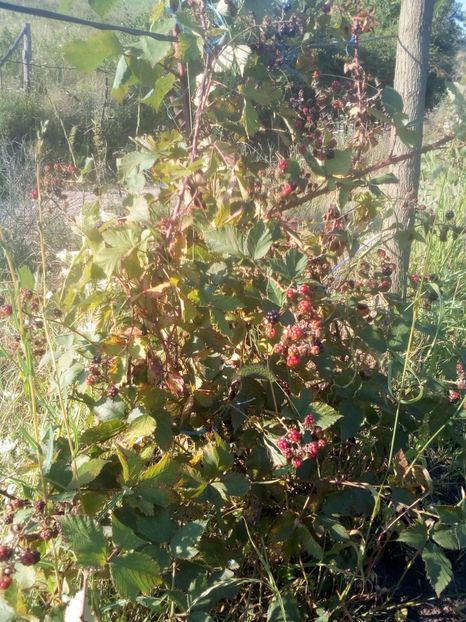 Mure salbatica - MURE SALBATICA IN GRADINA