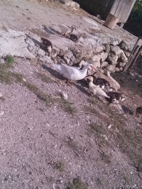  - ratele mele lesesti 2